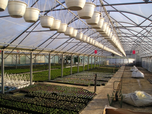 Perkplanten