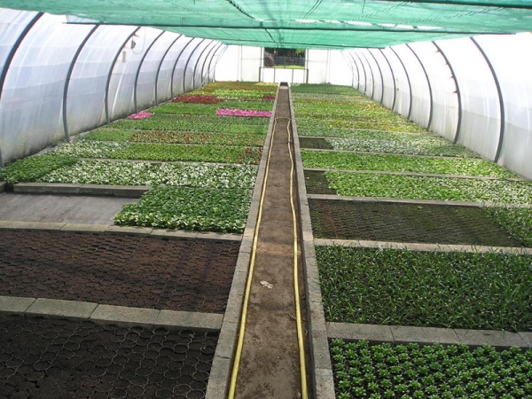 perkplanten